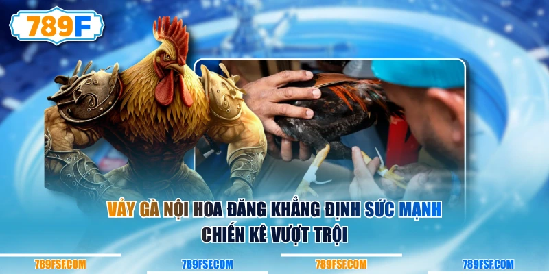 Vảy gà nội hoa đăng khẳng định sức mạnh chiến kê vượt trội